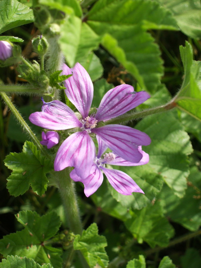 Malva sylvestris / Malva silvestre